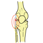 Peroneal Nerve Peroneal Nerve